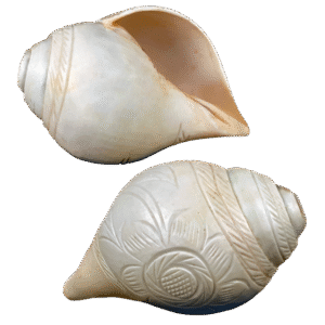 Premium Conch Shell – Sacred Conch for Rituals and Sound